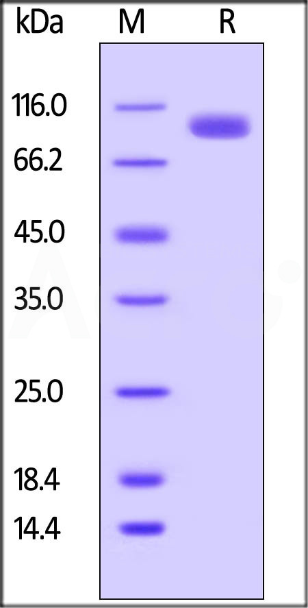 CDC-H82F8-sds