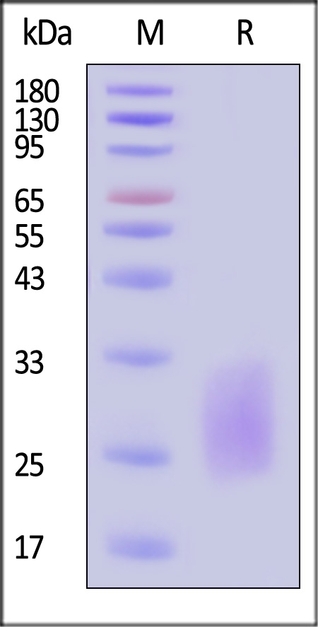 CD3 delta SDS-PAGE