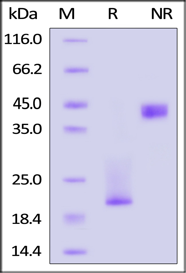 CDD-C52W3-sds