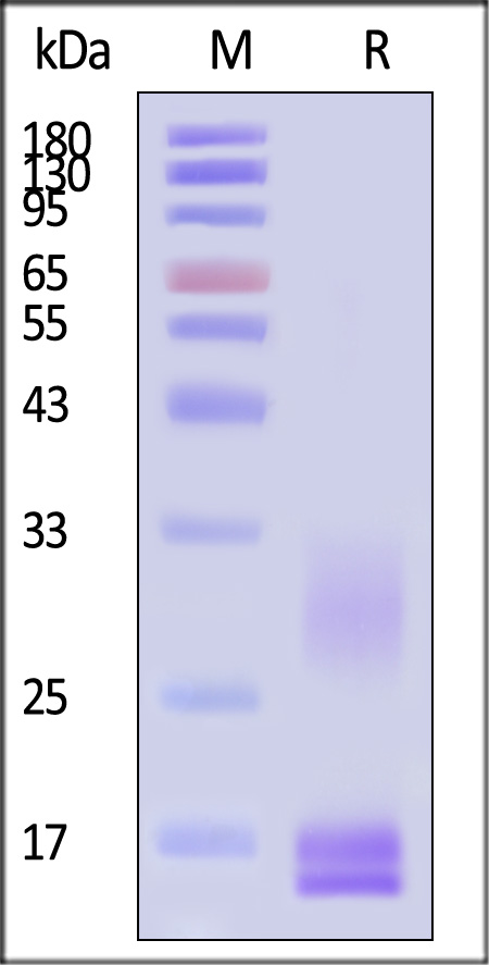 CD3E & CD3D SDS-PAGE