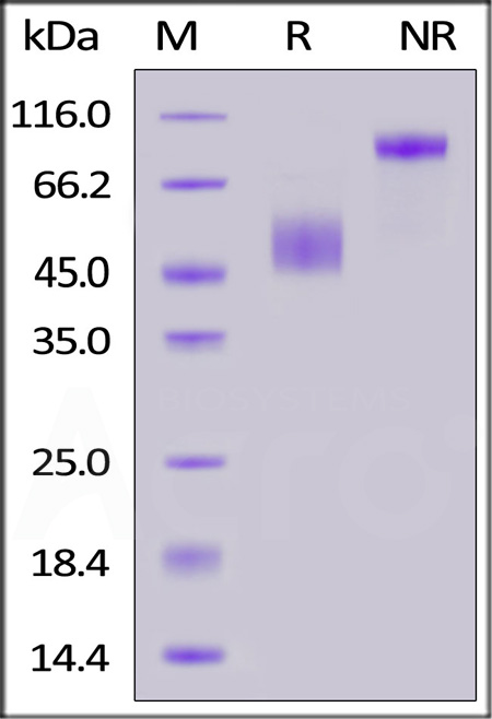 CD3E & CD3D SDS-PAGE