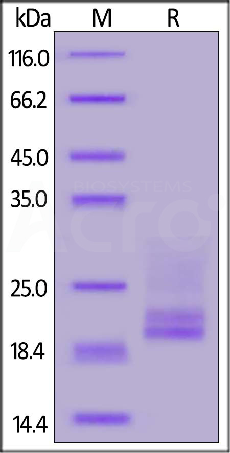 CD3E & CD3D SDS-PAGE