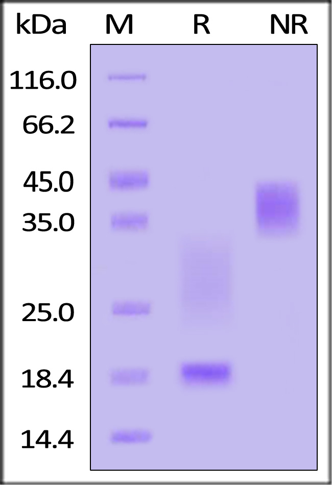 CD3E & CD3D SDS-PAGE