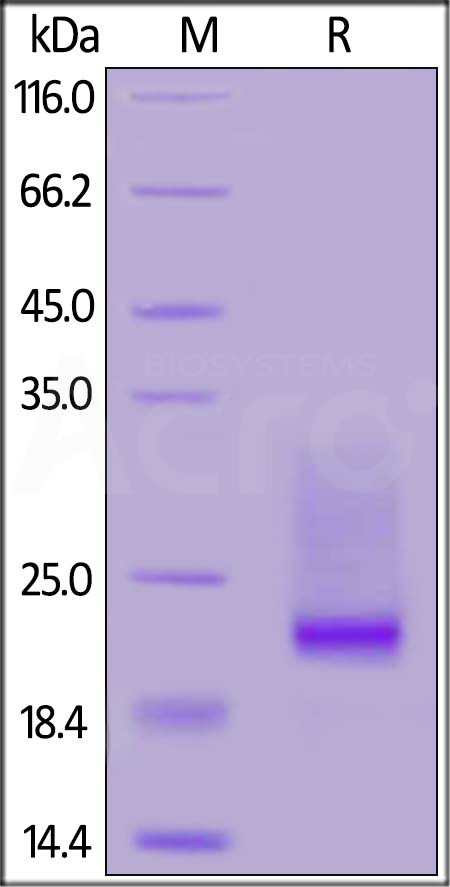 CD3E & CD3D SDS-PAGE