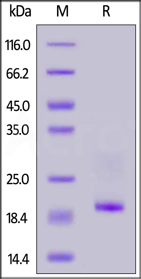 CD3E & CD3D SDS-PAGE