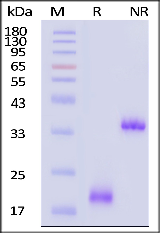 CDD-S52W3-sds