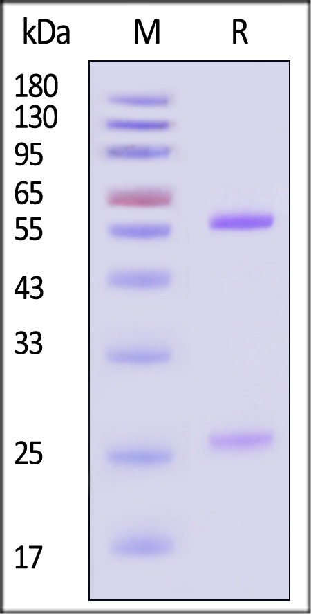 CDE-BV84G0-sds