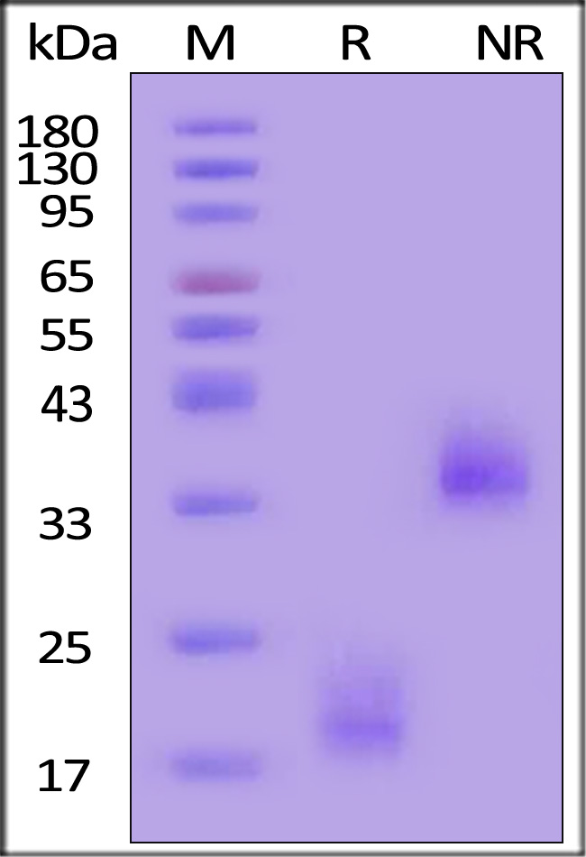 CD3 epsilon SDS-PAGE