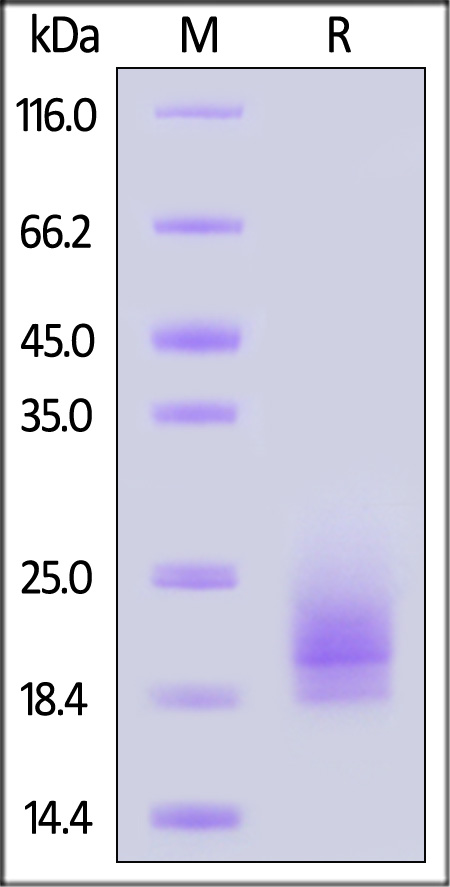 CDE-C52H3-sds