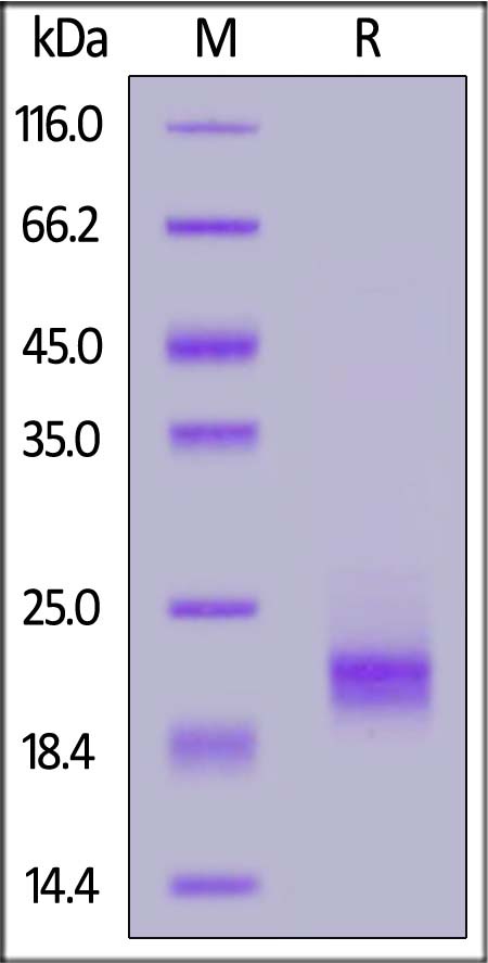 CD3 epsilon SDS-PAGE