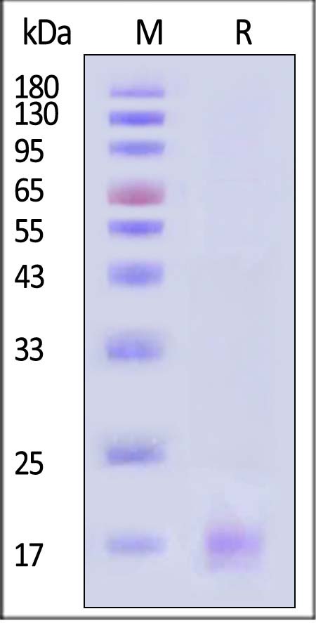 CD3 epsilon SDS-PAGE