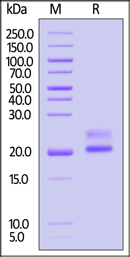 CDNF SDS-PAGE