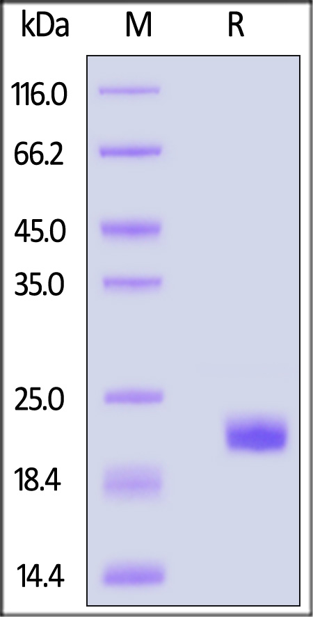 CDNF SDS-PAGE