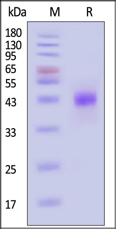 CD3E & CD3G SDS-PAGE