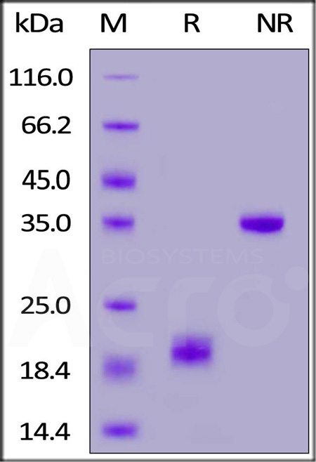 CD3E & CD3G SDS-PAGE