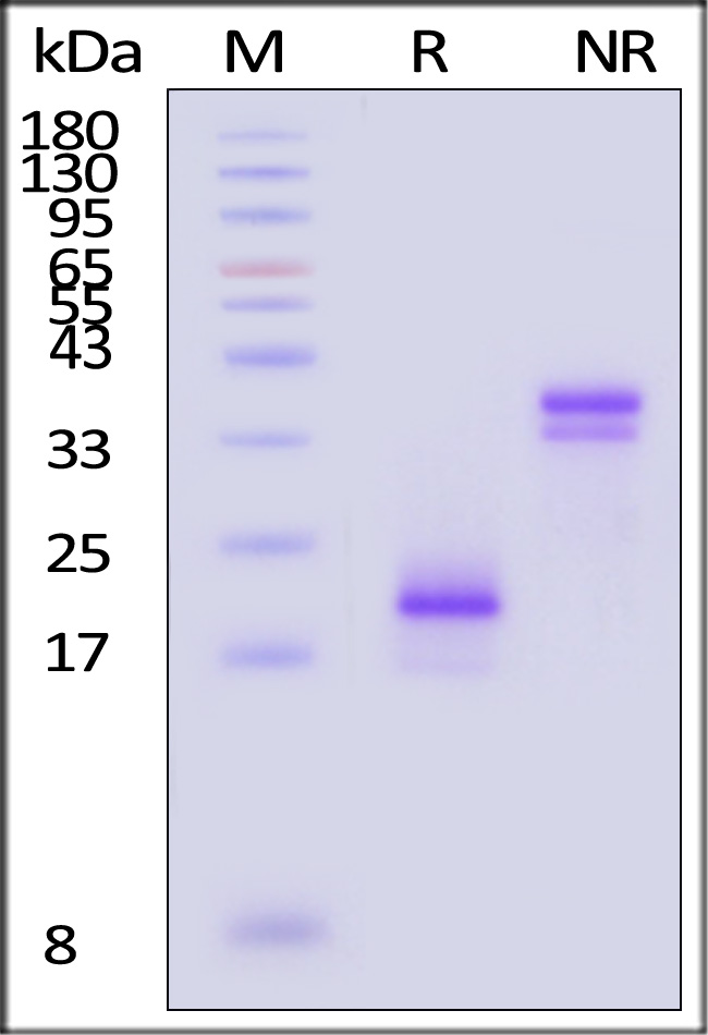 CD3E & CD3G SDS-PAGE