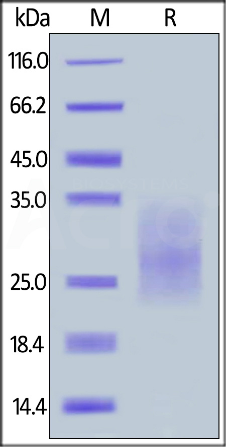 CDH-H52H3-sds