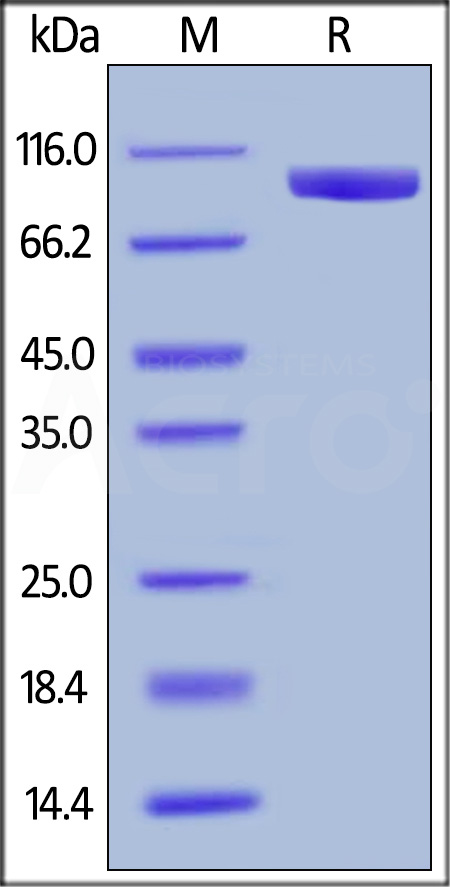 LILRB1 SDS-PAGE