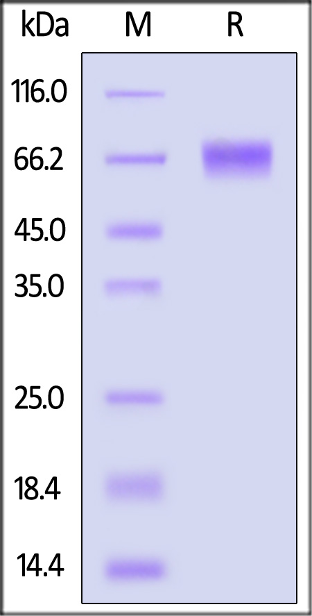 LILRB1 SDS-PAGE