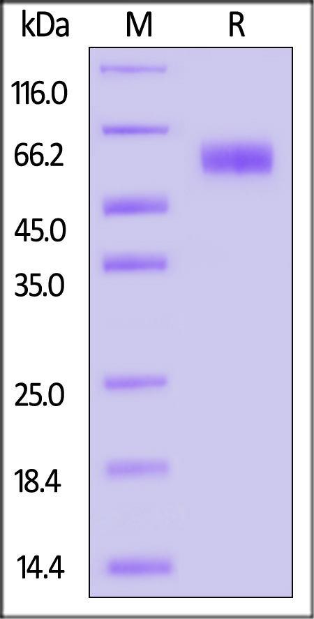 LILRB1 SDS-PAGE