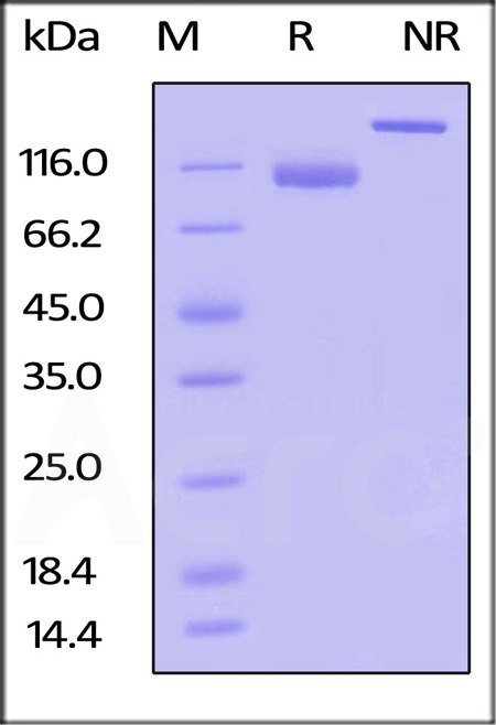 LILRB1 SDS-PAGE