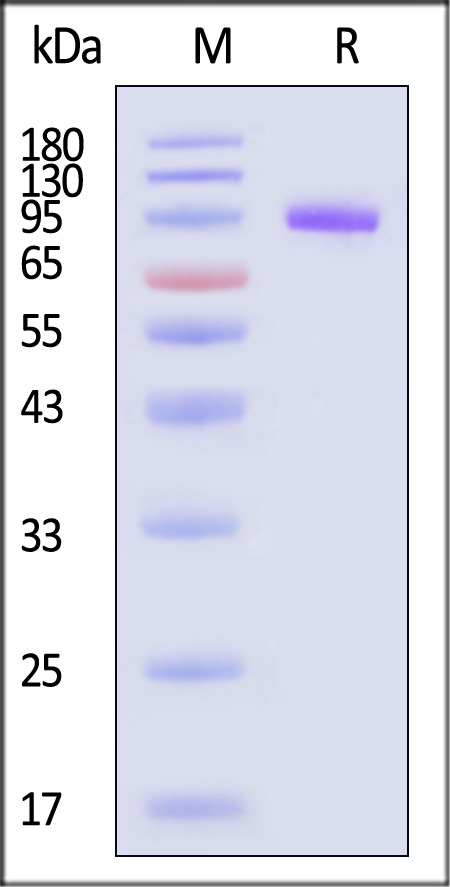 LILRB1 SDS-PAGE