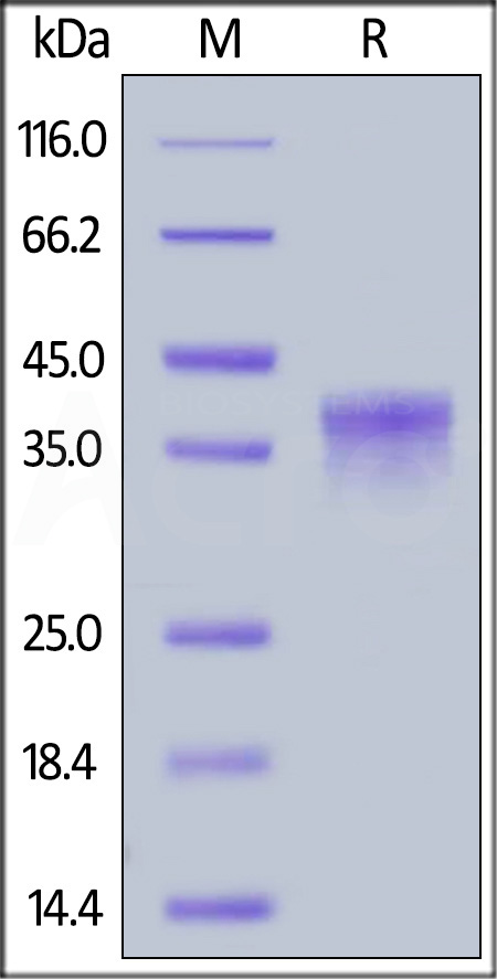 CDK-C5227-sds