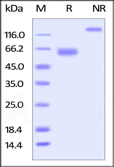 LILRB4 SDS-PAGE