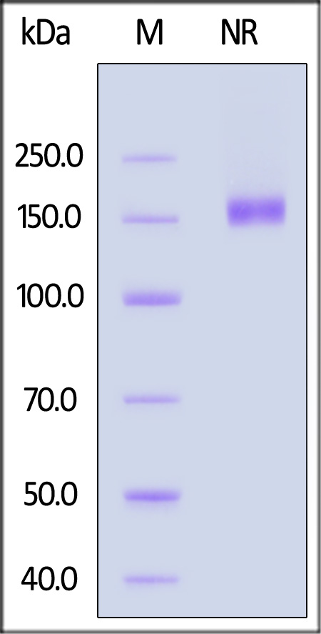 CD27 Ligand SDS-PAGE