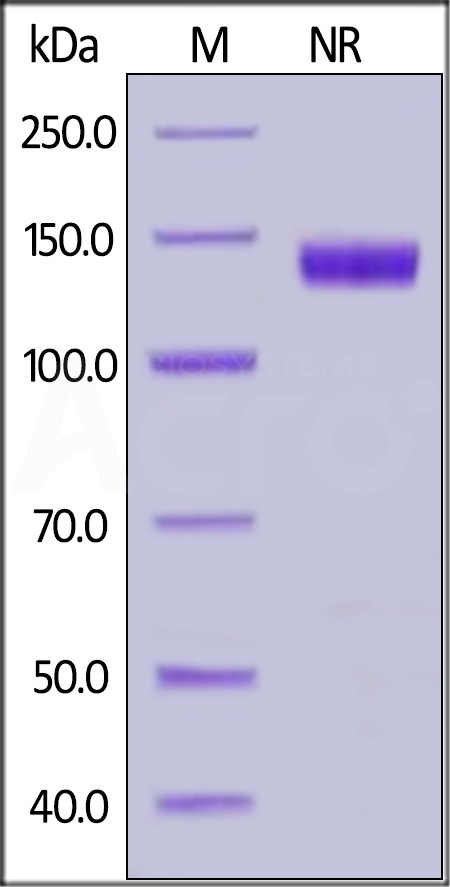 CD27 Ligand SDS-PAGE