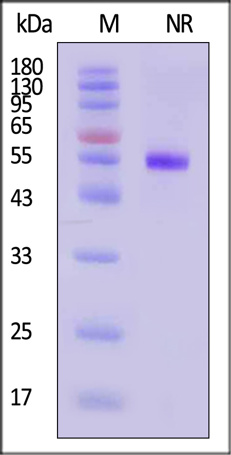 CD27 Ligand SDS-PAGE