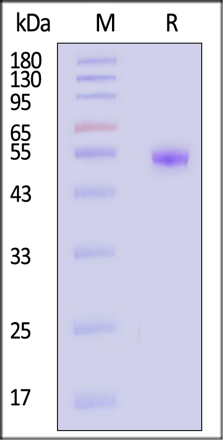 CDL-H82F1-sds