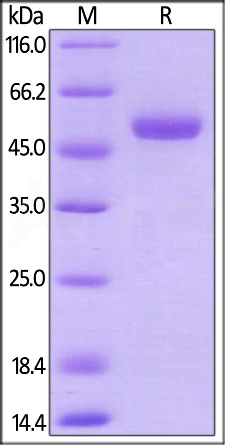 CD27 Ligand SDS-PAGE