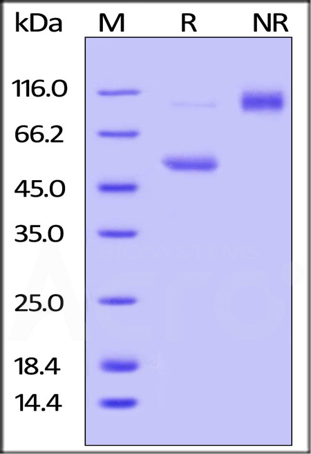 CD40 Ligand SDS-PAGE