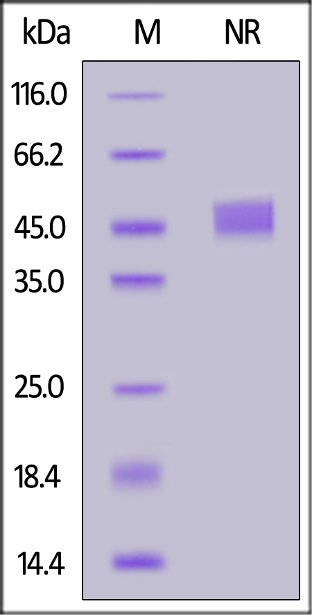 CD40 Ligand SDS-PAGE