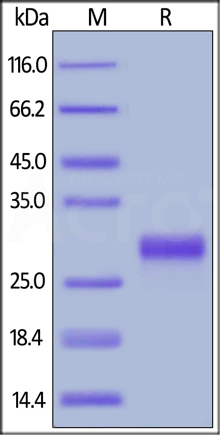 Biotinylated Mouse CD27 Ligand, His,Avitag (Cat. No. CDL-M82Qb) SDS-PAGE gel