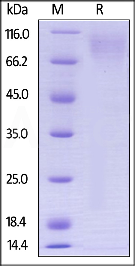 CE1-H82E5-sds