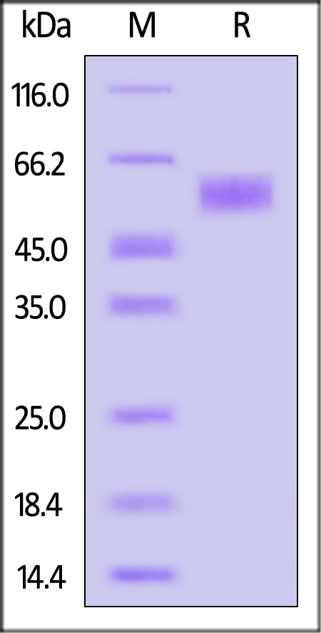 CEACAM-5 SDS-PAGE