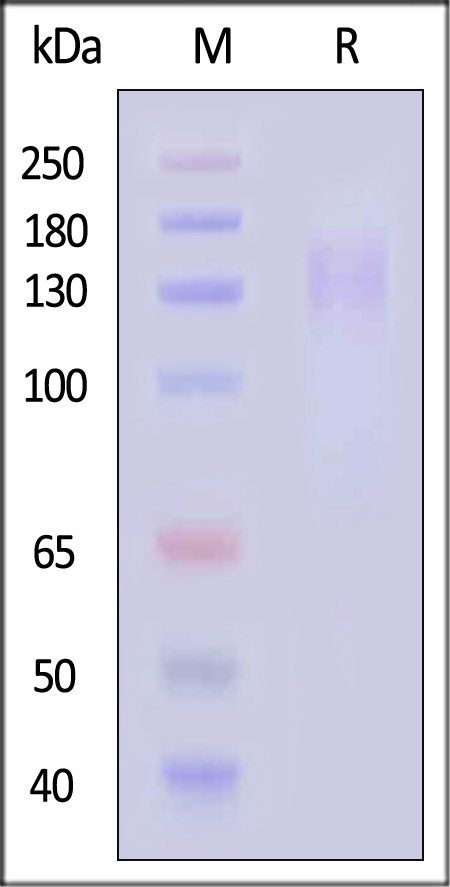 CE5-C52H5-sds