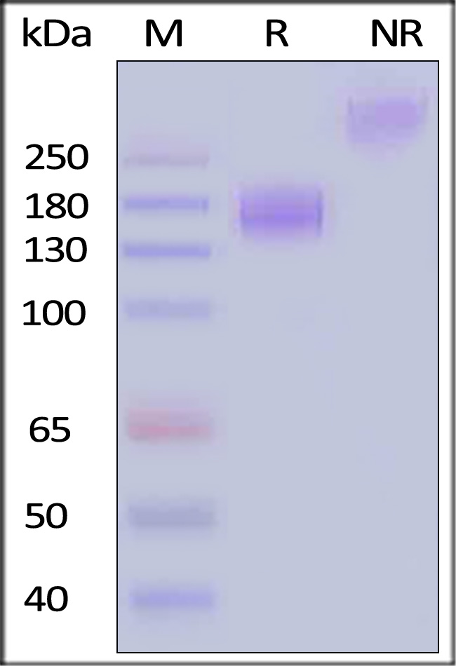 CEACAM-5 SDS-PAGE