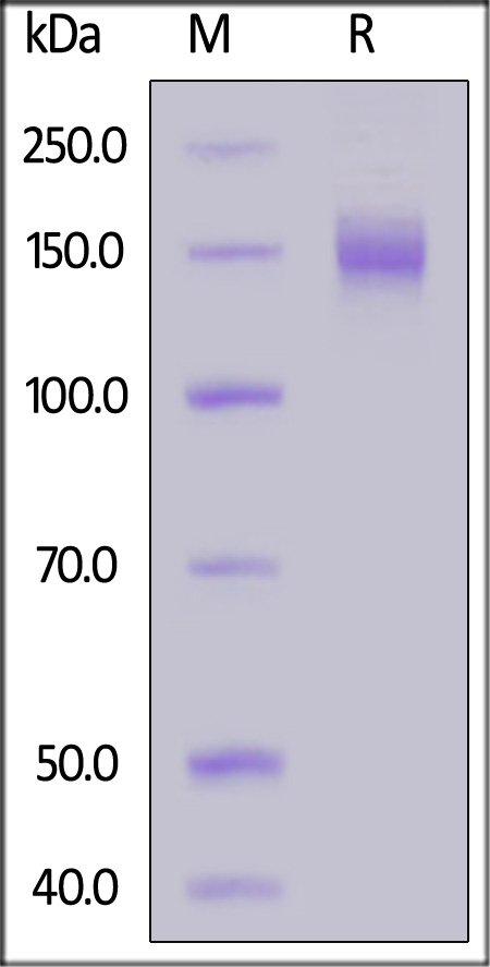 CEACAM-5 SDS-PAGE