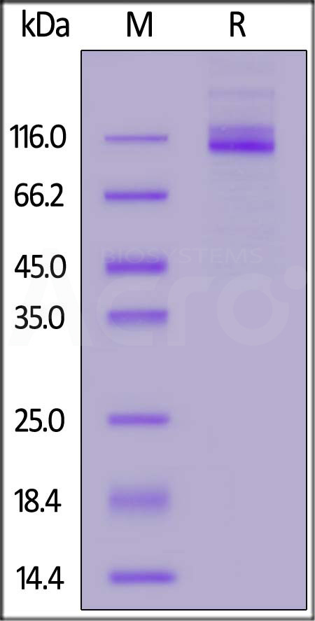 CEACAM-5 SDS-PAGE