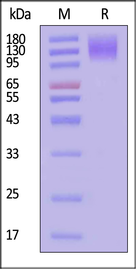 CEACAM-5 SDS-PAGE