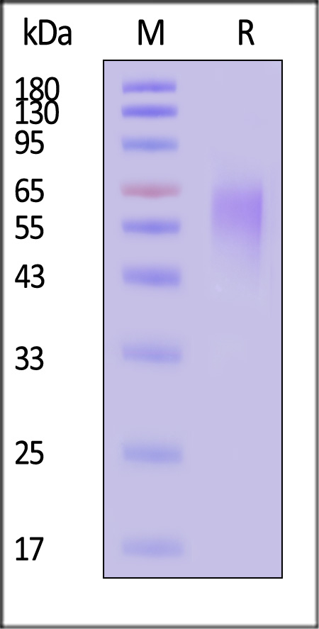 CE6-H5223-sds