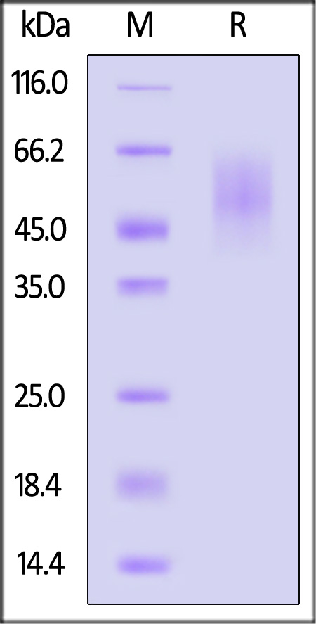 CE6-R52H6-sds