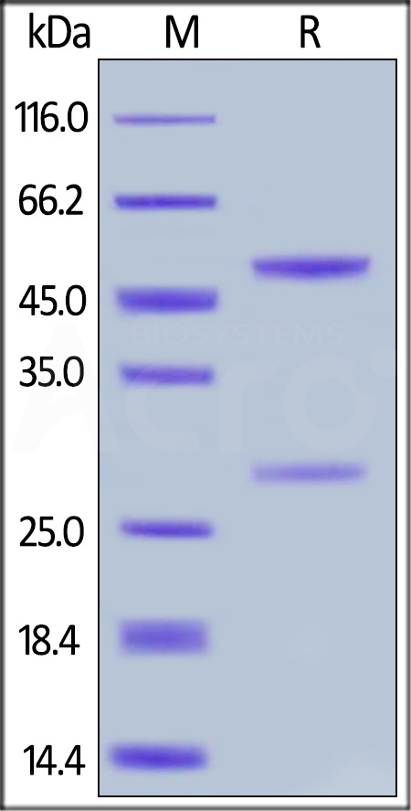 Cetuximab SDS-PAGE