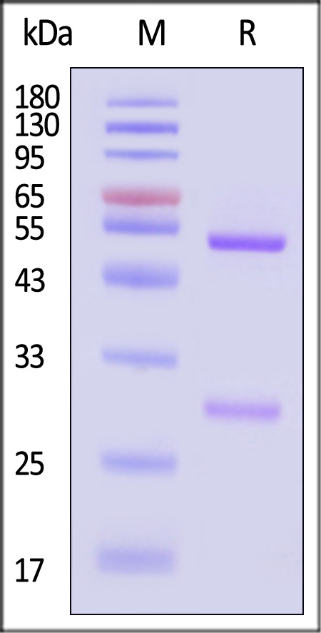 Cetuximab SDS-PAGE