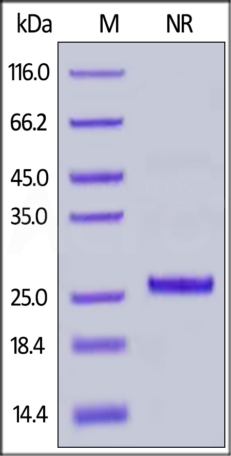 CFD-R52H3-sds