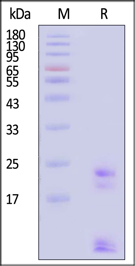 CL1-H55D8-sds