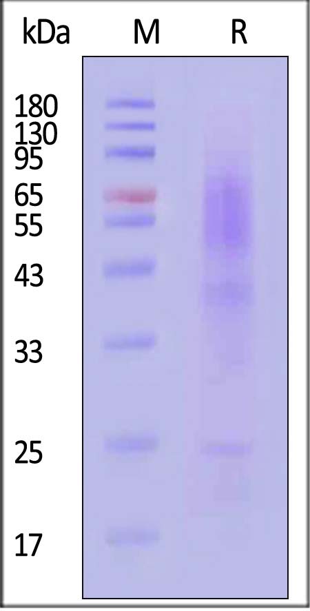 CL2-H85D3-sds